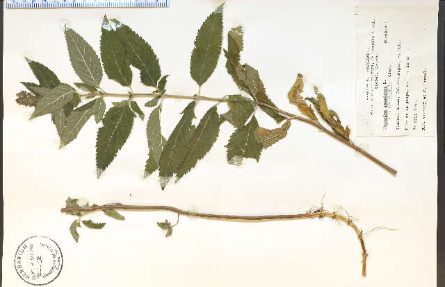 Image of Canada germander