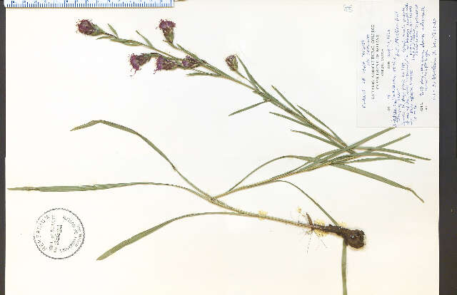 Слика од Liatris cylindracea Michx.