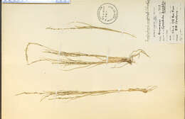 Imagem de Muhlenbergia cuspidata (Torr. ex Hook.) Rydb.