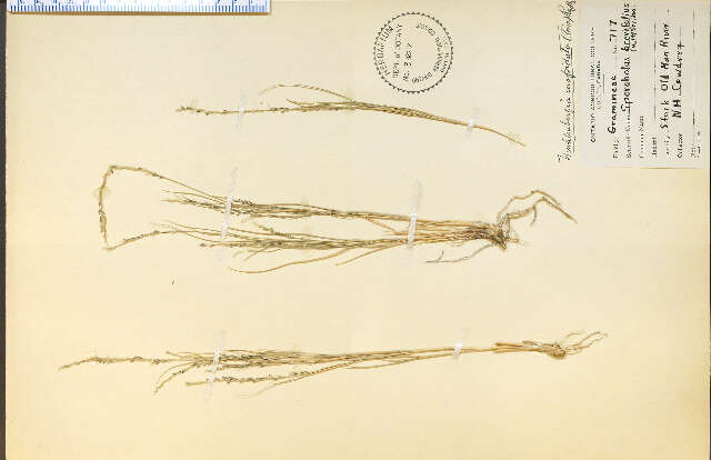 Imagem de Muhlenbergia cuspidata (Torr. ex Hook.) Rydb.