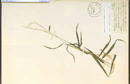 Image of Slim-Flower Muhly