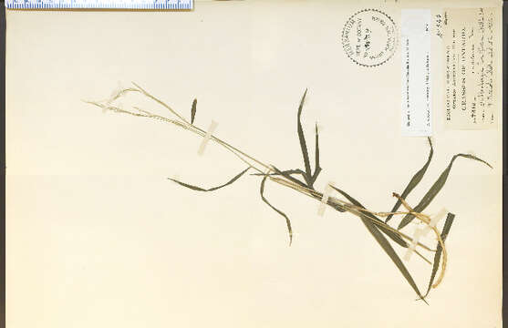 Image of Slim-Flower Muhly