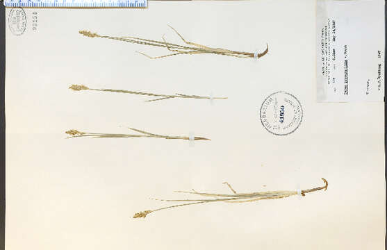 Image of clustered field sedge