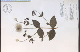 Image of solitary clematis