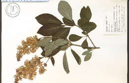 Image of villous lilac