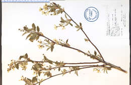 Image of Canadian serviceberry