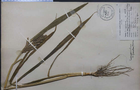 Echinochloa frumentacea Link resmi