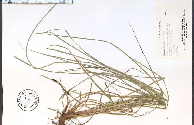 Image of Stalked Bulrush