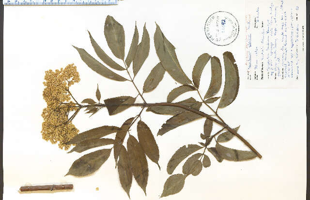 Image of Sambucus caerulea