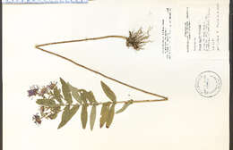 Image de Symphyotrichum novae-angliae (L.) G. L. Nesom