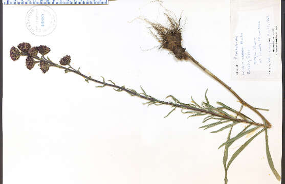 صورة Liatris aspera Michx.