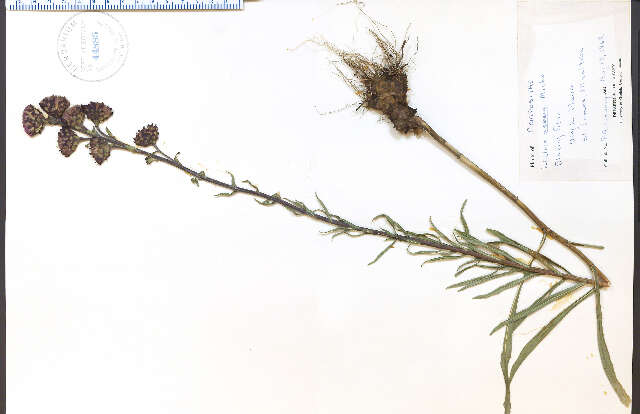 صورة Liatris aspera Michx.