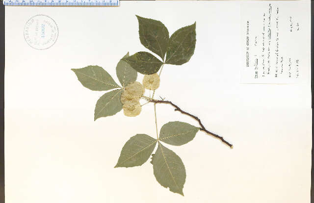 Image of common hoptree