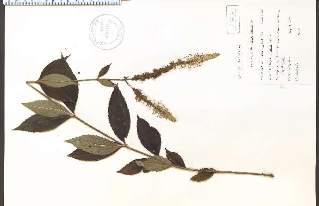 Image de Veronicastrum virginicum (L.) Farw.