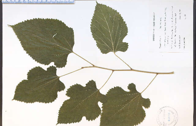 Image of Red Mulberry