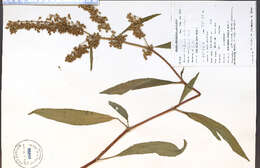 Rumex verticillatus L. resmi