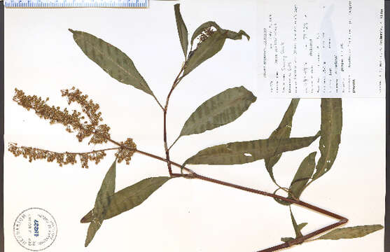 Rumex verticillatus L.的圖片