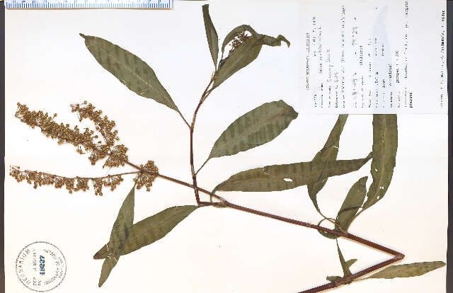 Rumex verticillatus L. resmi