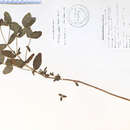 Image of Fraser's marsh St. Johnswort