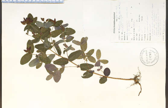 Image of Triadenum virginicum