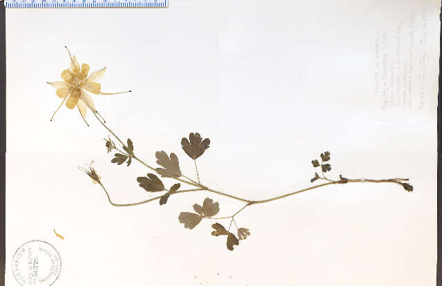 Imagem de Aquilegia flavescens S. Wats.