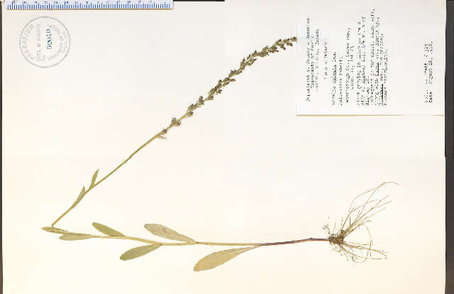 Image of Pale-Spike Lobelia