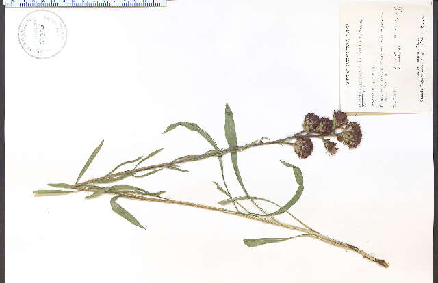 Слика од Liatris ligulistylis (Nelson) Schumann