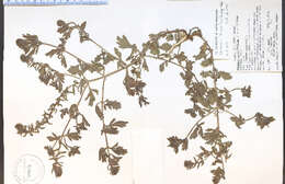 Image de Verbena bracteata Cav. ex Lag. & Rodr.