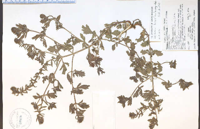 Image de Verbena bracteata Cav. ex Lag. & Rodr.