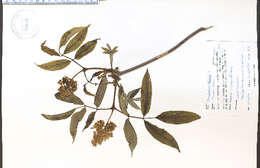 Image of danewort, dwarf elder