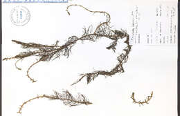 Image of western watermilfoil