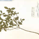 Image of Gaylussacia baccata (Wang.) K. Koch