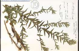 Image de Symphyotrichum novae-angliae (L.) G. L. Nesom