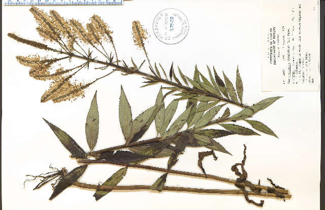 Image of Culver's root