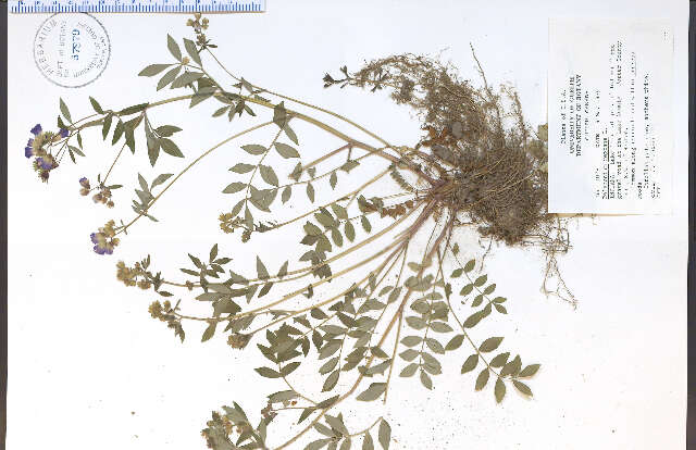 Image of Greek valerian