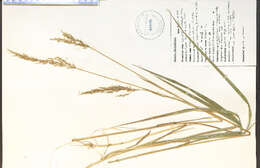 Sivun Calamagrostis pickeringii A. Gray kuva