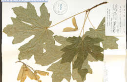 Image of bigleaf maple