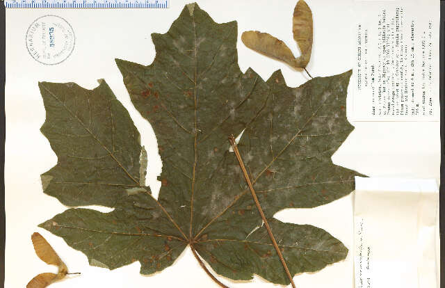 Image of bigleaf maple