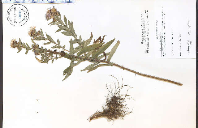 Image de Symphyotrichum novae-angliae (L.) G. L. Nesom