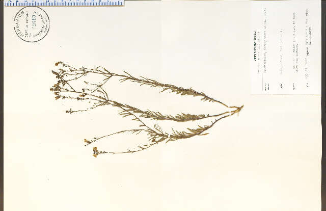 Image of pale toadflax