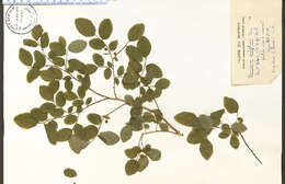 Image of evergreen huckleberry