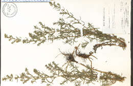 Image de Symphyotrichum ericoides (L.) G. L. Nesom