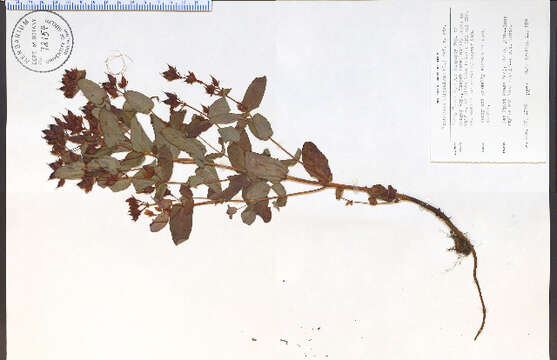 Image of Triadenum virginicum