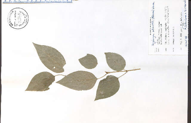 Plancia ëd Syringa reticulata (Blume) H. Hara