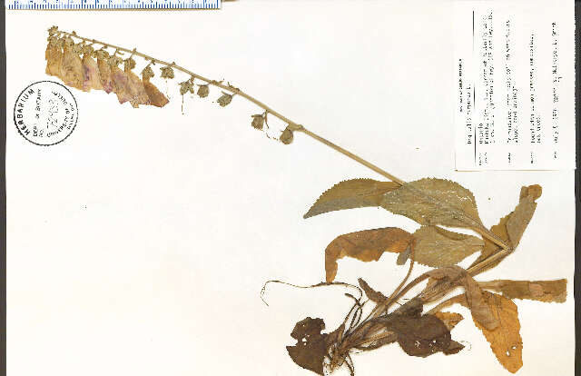 Imagem de Digitalis purpurea L.