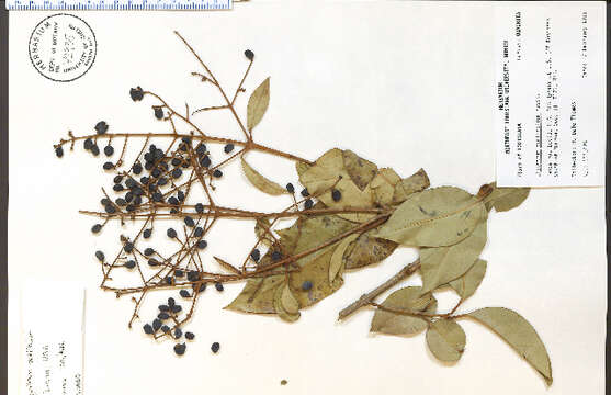 Image de Ligustrum ovalifolium Hassk.