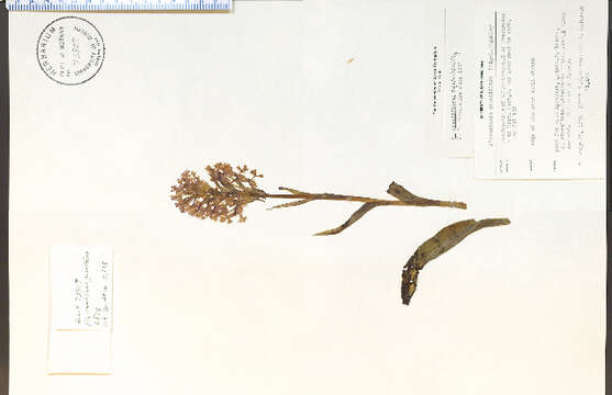 Image de Platanthera grandiflora (Bigelow) Lindl.