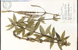 Image de Veronicastrum virginicum (L.) Farw.