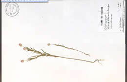 Image of blood milkwort