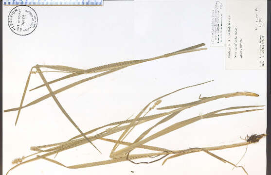 Image of Thin-Leaf Sedge